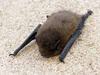 Pipistrelle sp. (Pipistrellus sp.)