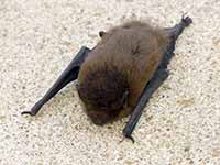 Pipistrelle sp. (Pipistrellus sp.)