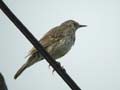 Pipit maritime Anthus petrosus