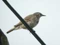 Pipit maritime Anthus petrosus