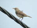 Pipit maritime Anthus petrosus