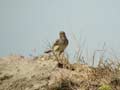 Pipit maritime Anthus petrosus