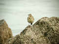 Pipit maritime Anthus petrosus