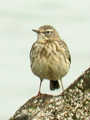 Pipit maritime Anthus petrosus