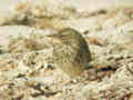 Pipit maritime Anthus petrosus