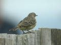 Pipit maritime Anthus petrosus