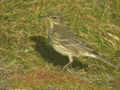 Pipit maritime Anthus petrosus