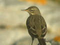 Pipit maritime Anthus petrosus