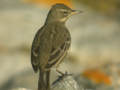 Pipit maritime Anthus petrosus