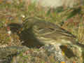 Pipit maritime Anthus petrosus