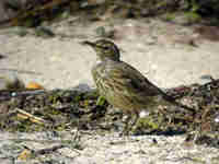 Pipit maritime Anthus petrosus