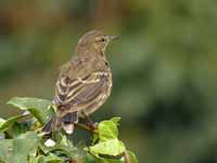 Pipit maritime Anthus petrosus