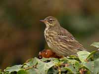 Pipit maritime Anthus petrosus