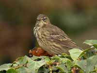 Pipit maritime Anthus petrosus