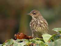 Pipit maritime Anthus petrosus