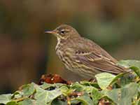 Pipit maritime Anthus petrosus