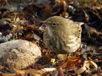 Pipit maritime Anthus petrosus