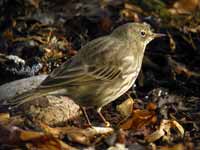 Pipit maritime Anthus petrosus