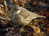 Pipit maritime Anthus petrosus