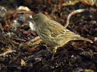 Pipit maritime Anthus petrosus