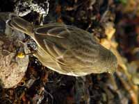 Pipit maritime Anthus petrosus