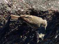 Pipit maritime Anthus petrosus