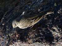 Pipit maritime Anthus petrosus