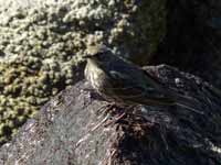 Pipit maritime Anthus petrosus