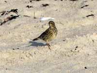 Pipit maritime Anthus petrosus