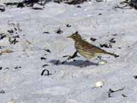 Pipit maritime Anthus petrosus