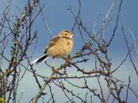 Pipit de Richard Anthus richardi