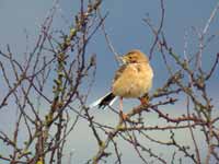 Pipit de Richard Anthus richardi