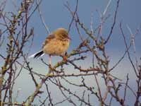 Pipit de Richard Anthus richardi