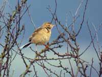 Pipit de Richard Anthus richardi