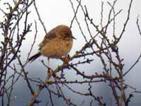 Pipit de Richard Anthus richardi