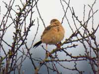 Pipit de Richard Anthus richardi