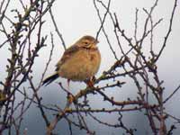 Pipit de Richard Anthus richardi