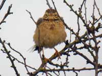 Pipit de Richard Anthus richardi