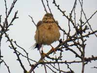 Pipit de Richard Anthus richardi