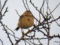 Pipit de Richard Anthus richardi