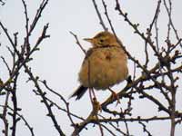 Pipit de Richard Anthus richardi