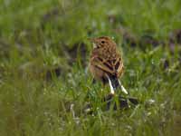 Pipit de Richard Anthus richardi