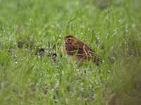 Pipit de Richard Anthus richardi