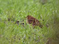 Pipit de Richard Anthus richardi