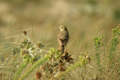 Pipit rousseline Anthus campestris