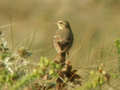 Pipit rousseline Anthus campestris