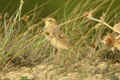 Pipit rousseline Anthus campestris