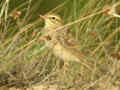 Pipit rousseline Anthus campestris