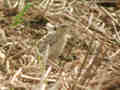 Pipit rousseline Anthus campestris