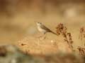 Pipit rousseline Anthus campestris